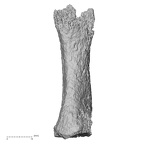 DV14-139 H. sapiens metatarsal first right