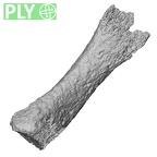 DV14-139 Homo sapiens metatarsal first right ply