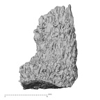 DV14-140 Homo sapiens metatarsal first left plantar