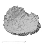 DV14-140 Homo sapiens metatarsal first left proximal