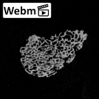 DV14-140 Homo sapiens metatarsal first left ct stack movie