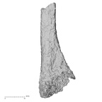 DV14-141 Homo sapiens metatarsal second right lateral