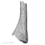 DV14-141 Homo sapiens metatarsal second right medial