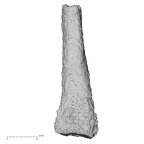 DV14-141 H. sapiens metatarsal second right