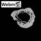 DV14-141 Homo sapiens metatarsal second right ct stack movie