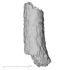 DV14-141 Homo sapiens metatarsal second right lateral