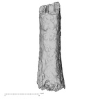 DV14-141 H. sapiens metatarsal second right 2