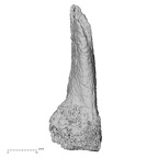 DV14-143 Homo sapiens metatarsal third right medial