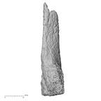 DV14-143 H. sapiens metatarsal third right