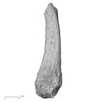 DV14-144 Homo sapiens metatarsal fourth right medial