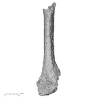 DV14-144 H. sapiens metatarsal fourth right
