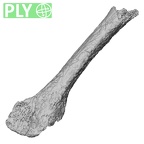 DV14-144 Homo sapiens metatarsal fourth right ply