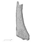 DV14-145 Homo sapiens metatarsal fifth right lateral