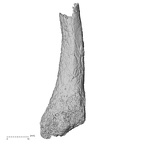 DV14-145 Homo sapiens metatarsal fifth right medial
