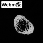 DV14-145 Homo sapiens metatarsal fifth right ct stack movie