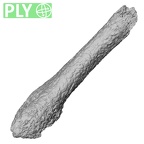 DV14-145 Homo sapiens metatarsal fifth right ply