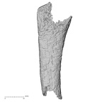 DV14-146 Homo sapiens metatarsal fifth left medial