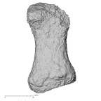 DV14-147 H. sapiens foot phalanx first proximal left