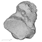 DV15-130 Homo sapiens talus right plantar
