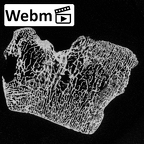 DV15-130 Homo sapiens talus right ct stack movie