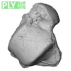 DV15-130 Homo sapiens talus right ply