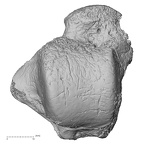 DV15-131 H. sapiens talus left