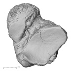 DV15-131 Homo sapiens talus left plantar