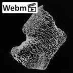 DV15-131 Homo sapiens talus left ct stack movie