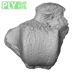 DV15-131 Homo sapiens talus left ply