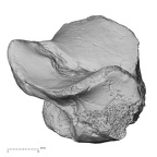 DV15-132 Homo sapiens calcaneus left anterior