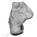 DV15-132 H. sapiens calcaneus left