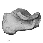 DV15-132 Homo sapiens calcaneus left medial