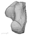 DV15-132 Homo sapiens calcaneus left plantar