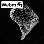 DV15-132 Homo sapiens calcaneus left ct stack movie