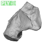 DV15-132 Homo sapiens calcaneus left ply