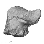 DV15-132 Homo sapiens calcaneus right anterior
