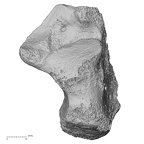 DV15-132 Homo sapiens calcaneus right dorsal
