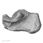 DV15-132 Homo sapiens calcaneus right medial