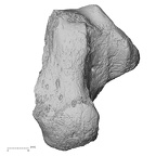 DV15-132 Homo sapiens calcaneus right plantar