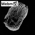 DV15-132 Homo sapiens calcaneus right ct stack movie