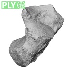 DV15-132 Homo sapiens calcaneus right ply