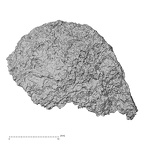 DV15-134 Homo sapiens navicular right distal