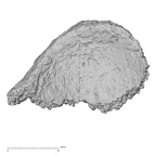 DV15-134 H. sapiens navicular right