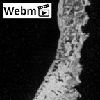 DV15-134 Homo sapiens navicular right ct stack movie