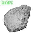 DV15-135 Homo sapiens navicular left ply