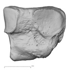 DV15-136 Homo sapiens lateral cuneiform left lateral