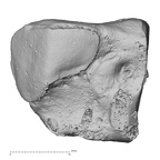 DV15-136 Homo sapiens lateral cuneiform left medial