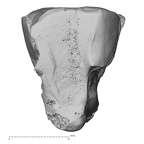 DV15-136 Homo sapiens lateral cuneiform left proximal