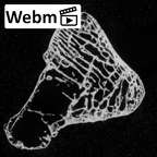 DV15-136 Homo sapiens lateral cuneiform left ct stack movie