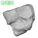 DV15-136 Homo sapiens lateral cuneiform left ply